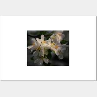 Pear Blossoms Posters and Art